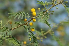 Image result for Acacia brevispica
