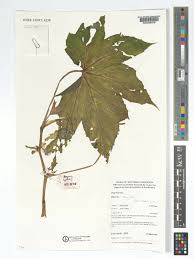 Image result for Begonia oxyloba