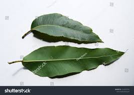 Image result for Eucalyptus torelliana
