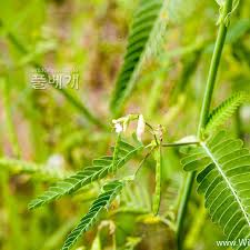 Image result for Aeschynomene multicaulis