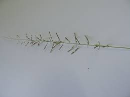 Image result for Sporobolus tenuissimus