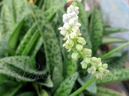 Image result for Drimiopsis