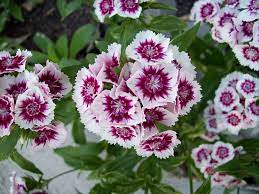 We did not find results for: The Complete Guide To Growing Annual Flowers