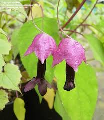 Image result for Rhodochiton atrosanguineum