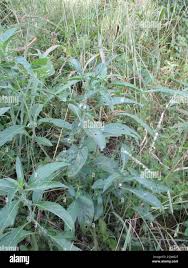 Image result for Meiosperma