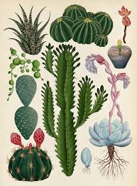The Botanical Drawings Of Katie Scott Botanical Drawings Botanical Illustration Plant Illustration