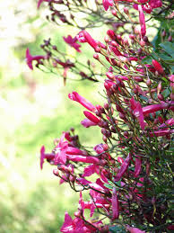 Image result for Ipomoea horsfalliae