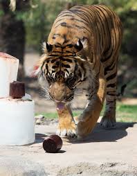 Little lion and tiger play. Visual Story Phoenix Zoo Uses Air Conditioning Water And Popsicles To Keep Animals Cool Cronkite News