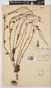 Image result for Emilia tenellula