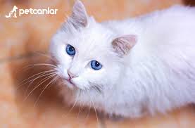 Kedi Mirildanmasi