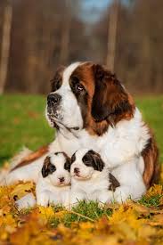 If you buy a saint bernard puppy from a breeder, make sure your puppy will be well socialised and have all. Pin On My Saves