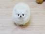 Teacup Pomeranian Puppies for Sale $250 | Teacup Pomeranian