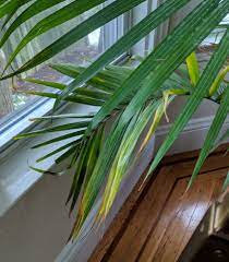 Maybe you would like to learn more about one of these? Why Is My Majesty Palm Brown And Yellow Bloomscape Palm House Plants Indoor Palm Trees Outdoor Palm Plants