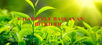 V Harfiyle Baslayan Bitkiler Mmsrn Com Egitim Ve Bilgi Sitesi