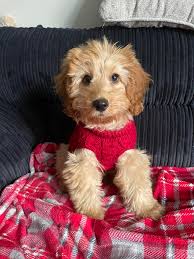 When did your cockapoo baby teeth start falling out? This boy is a complete  shark 🦈 and I am black and blue from the biting 🙈 hoping the teeth fall  out soon 🤣🤣