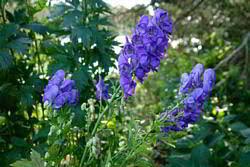 Aconite Urdu Translation And Meaning The Urdu Dictionary