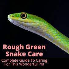 Rough Green Snake Care Is Easy They Stay Small Are Docile And Harmless And They Eat Insects And Worms So Need To Feed Rodents In 2021 Green Snake Snake Pet Snake