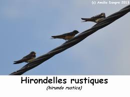 Hier je suis rentré à cinq heures. L Hirondelle Des Fenetres Hirundinides Tete En L Air Magazine