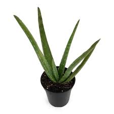 Aloe vera pups can be removed from the parent plant and then. Aloe Vera Plant Care How To Grow Maintain Aloe Vera Apartment Therapy