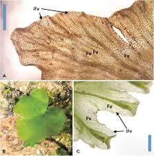 Image result for Didymoglossum erosum