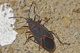 2129 mead lane b, montrose, co 81401 contacts. 5 Nasty Bugs In The B C Interior You Might Want To Stay On Top Of Infonews Thompson Okanagan S News Source