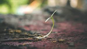 Answer:a seedling is a young plant sporophyte developing out of a plant embryo from a seed. Plant Biology How Do Seeds Grow How It Works