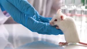 Despite that animal testing in cosmetics has proven to be inaccurate and inefficient, 80 percent of the body shop's forever against animal testing campaign aims to bring the practice to an end by. China Plans To End Cruel Pre Market Animal Testing For Imported Ordinary Cosmetics In 2021 Totally Vegan Buzz