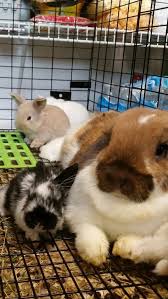 Black And White Holland Lop July 2016 Broken Tort Holland Lops Maple And Sylvester Holland Lop Bunnies Lop Eared Bunnies Holland Lop Rabbi Bunny Mom Show Rabbits Holland Lop Bunnies