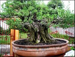 Tanaman bonsai liar asem jawa termasuk bonsai yang banyak digemari oleh pecinta tanaman kerdil. 67 Jenis Tanaman Liar Ini Ternyata Bisa Di Bonsai Rekomendasi