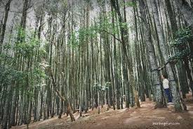 Choose from 10+ hutan pinus graphic resources and download in the form of png, eps, ai or psd. Pin Di Pesona Indonesia