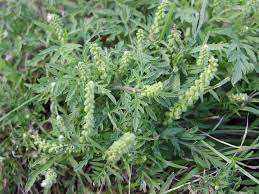 He tested positive for short ragweed pollen as well as other allergens in allergy testing. Common Ragweed