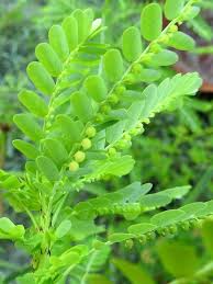 Image result for Phyllanthus