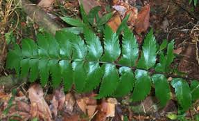 Image result for Asplenium hypomelas
