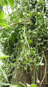 Image result for Cissus quadrangularis