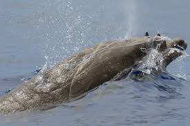 The whales shared characteristics of b. Sea Watch Foundation A Whale Of A Dive The Wonder Of Beaked Whales