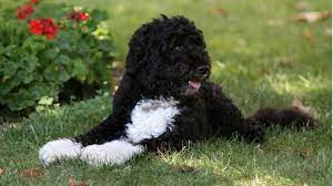 2 presidentens val av hund väckte stor uppmärksamhet i den amerikanska pressen sedan obama lovade sina döttrar en valp under presidentkampanjen. Barack Obama Trauert Um Seinen Hund Bo Stern De