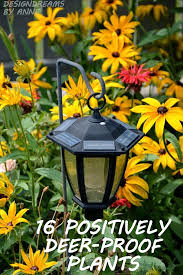 Just because you plant a few deer proof plants doesn't mean you're now effectively protecting. 120 Deer Resistant Plants Ideas Deer Resistant Plants Plants Perennials