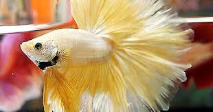 Pin On Betta Fish Care