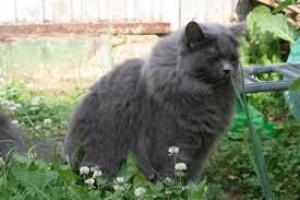 We did not find results for: Ragdoll Kater Mit Stammbaum 2 Jahre In Blue Solid Abzugeben Tieranzeigen Net