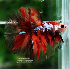 Pin On Betta Fish