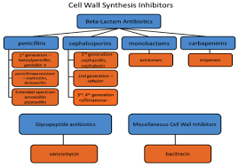 How do you spell pencillian? Pharmacology Of Antibiotics Flashcards Quizlet