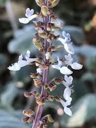 Image result for Plectranthus guruensis