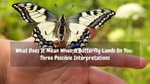 What Does It Mean When A Butterfly Lands On You Three Possible Interpretations Dejadream Yellow Butterfly Meaning Butterfly Meaning Butterfly