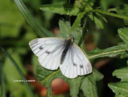 Image result for Pieris napi
