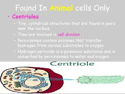 Which animal cell organelle contains enzymes that transfer hydrogen from various. Cells Ppt Download