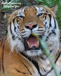 Tarihlerinizi girin ve 269 otel ve diğer konaklama yeri arasından seçim yapın. Tiger Nearly Tears Off Arm Of Volunteer At Tampa S Big Cat Rescue Wtsp Com