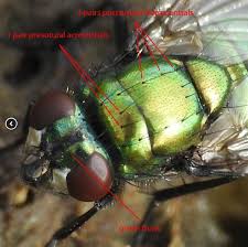 Image result for Neoboutonia