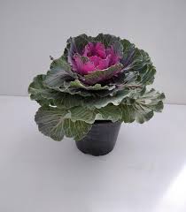 Suivez ces conseils de culture et d'entretien. Chou D Ornement Plat Rose Pot De 10 5 Cm Pas Cher Achat Vente En Ligne