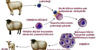 Dolly Tip Tarihinde Bir Yetiskinden Alinan Govde Hucresi Ile Klonlanan Ilk Memeli Olma Niteligi Tasiyan Koyun Memeliler Tip Tarih