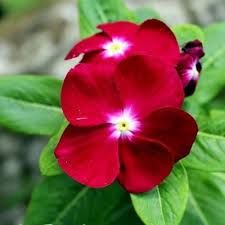 Periwinkle Little Linda Flower Seeds Vinca Rosea 100 Seeds Periwinkle Flowers Flower Seeds Flowers
